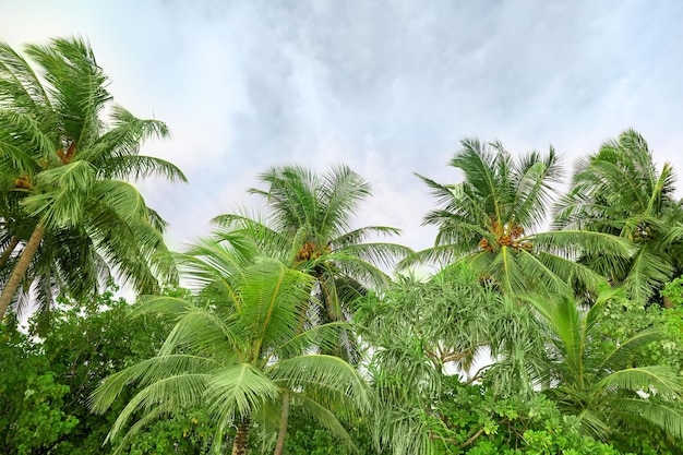 Widok pięknych tropikalnych palm przeciw błękitne niebo