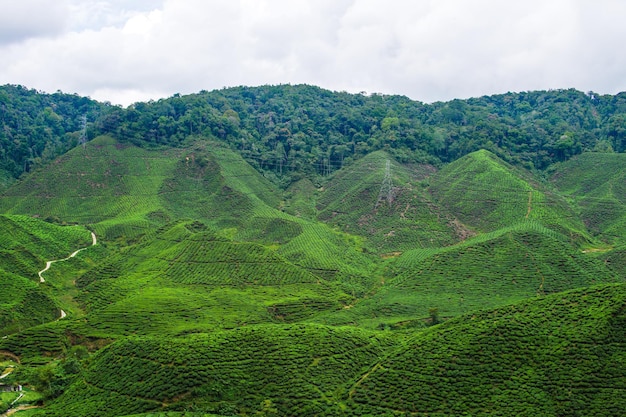 Widok plantacji zielonej herbaty na farmie Cameron Highlands podczas pogody po deszczu