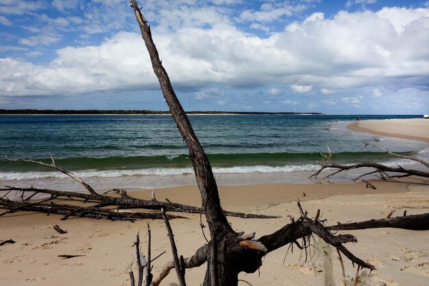 Zdjęcie widok pływającego drewna na plaży na chmurnym niebie