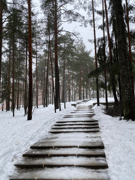 Zdjęcie widok pokrytych śniegiem drzew w lesie