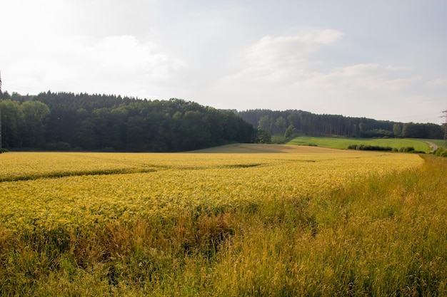 Zdjęcie widok pola rolniczego na tle nieba