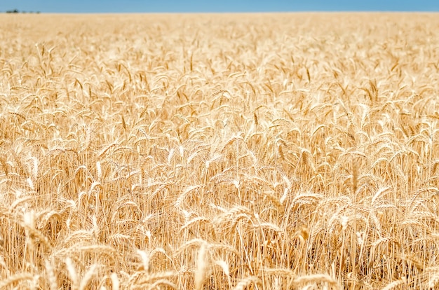 Widok pola uprawnego ze żniwami. Żółte ziarno gotowe do zbioru rosnące na polu rolniczym farm