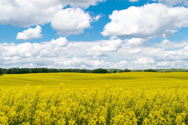 Widok pola żółtego rzepaku na tle błękitnego nieba z białymi chmurami