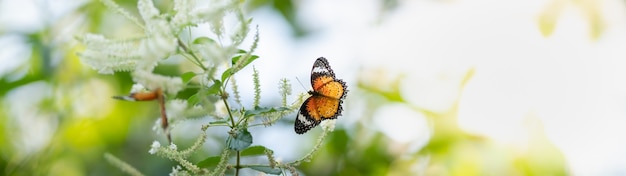 Widok Pomarańczowego Motyla Na Biały Kwiat Z Zieloną Naturą Rozmazaną Powierzchnię Z Miejsca Na Kopię