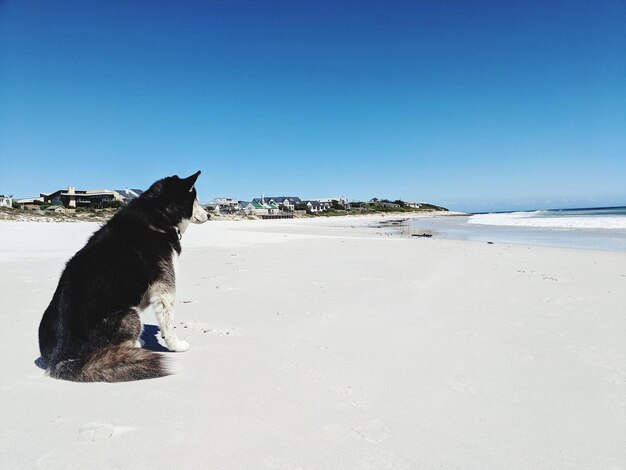 Zdjęcie widok psa husky na plaży z niebieskim niebem