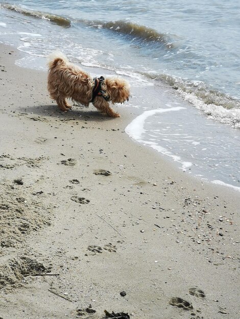 Zdjęcie widok psa na plaży