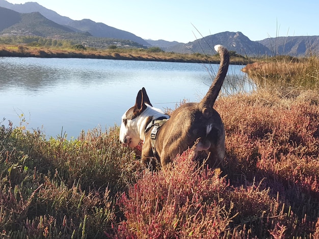 Zdjęcie widok psa nad jeziorem