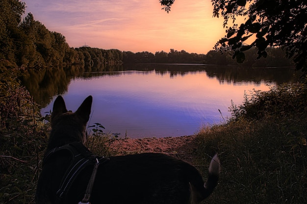 Zdjęcie widok psa patrzącego na zachód słońca