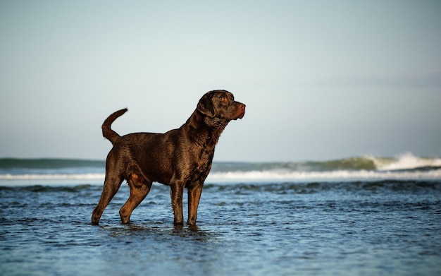 Zdjęcie widok psa stojącego w wodzie na plaży