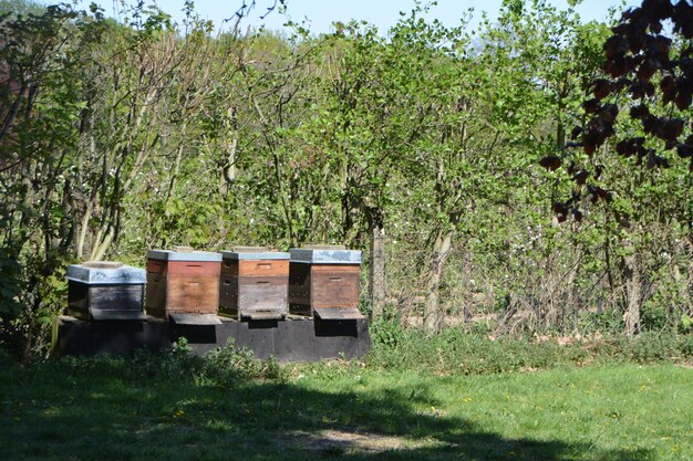 Zdjęcie widok pszczół na drewnianym słupie na polu