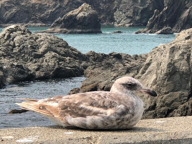 Zdjęcie widok ptaka na skale na plaży
