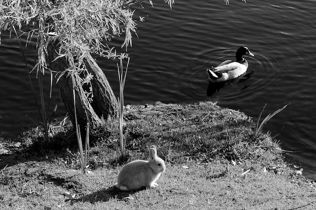 Zdjęcie widok ptaków i królików na brzegu jeziora