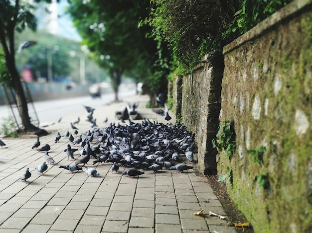 Widok ptaków na chodniku piękny widok na ulicę