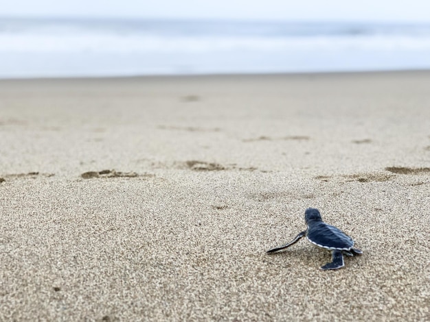 Zdjęcie widok ptaków na plaży