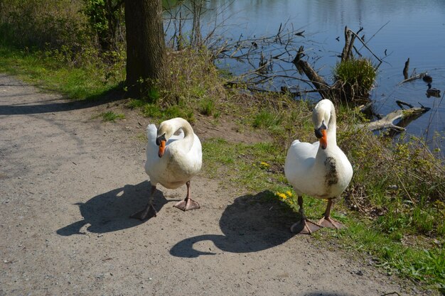 Zdjęcie widok ptaków na plaży