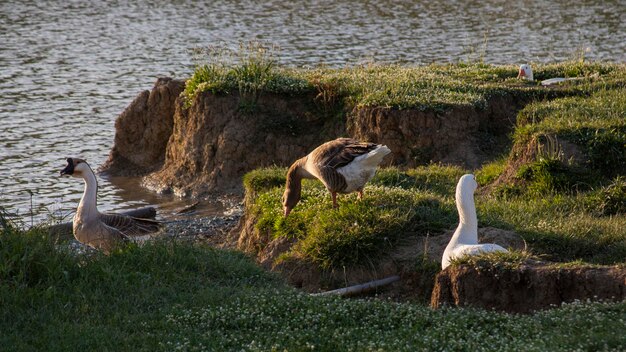 Zdjęcie widok ptaków na plaży