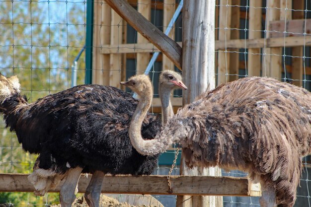 Zdjęcie widok ptaków w zoo