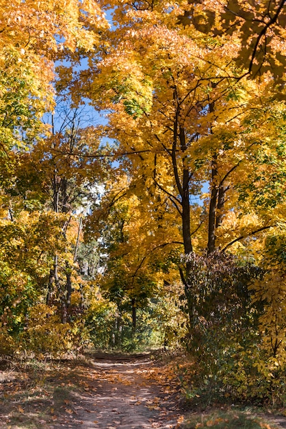 Zdjęcie widok pusty chodzący ślad w jesień lesie