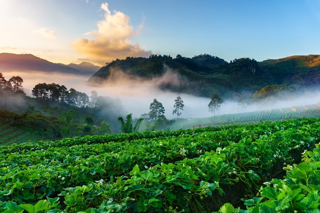 Widok ranek mgła przy doi angkhang górą, Chiang Mai