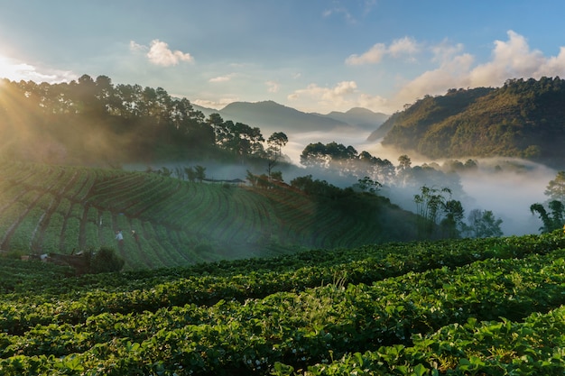 Widok rannej mgły przy Doi Ang Khang, Chiang Mai prowincja, Tajlandia