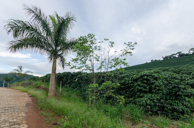 Widok roślin kawy Arabica w Minas Gerais w Brazylii