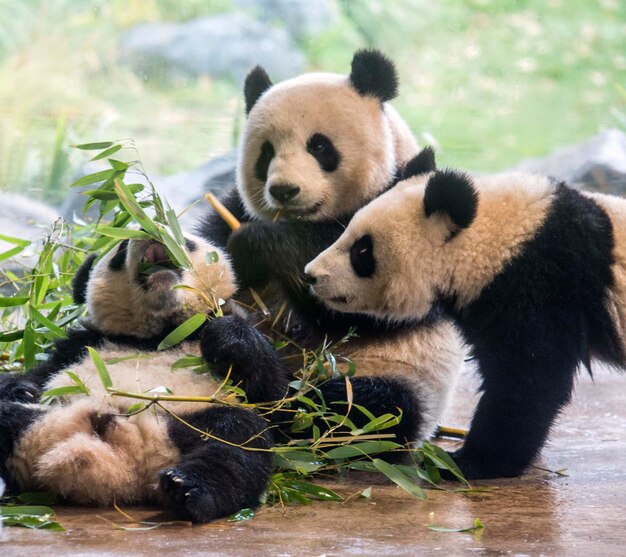 Zdjęcie widok rośliny jedzącej owce w zoo