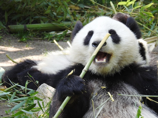 Zdjęcie widok rośliny żywiącej się zwierzętami w zoo.