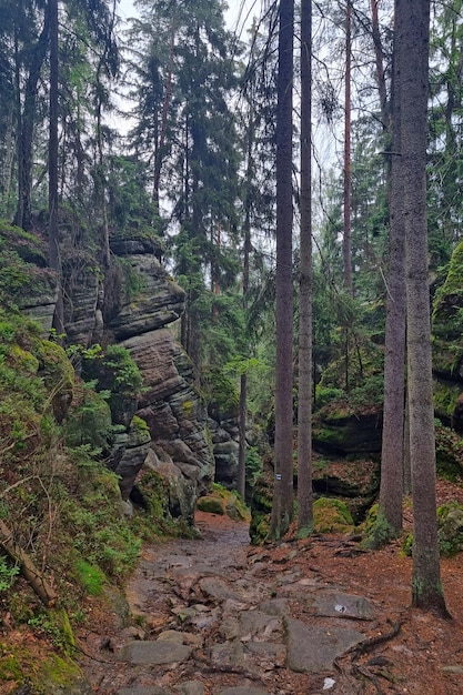 Widok sceny leśnego szlaku Mistyczny las