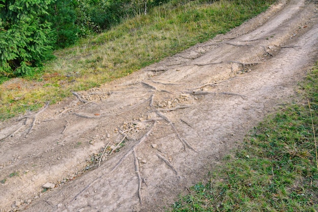 Widok ścieżki w lesie