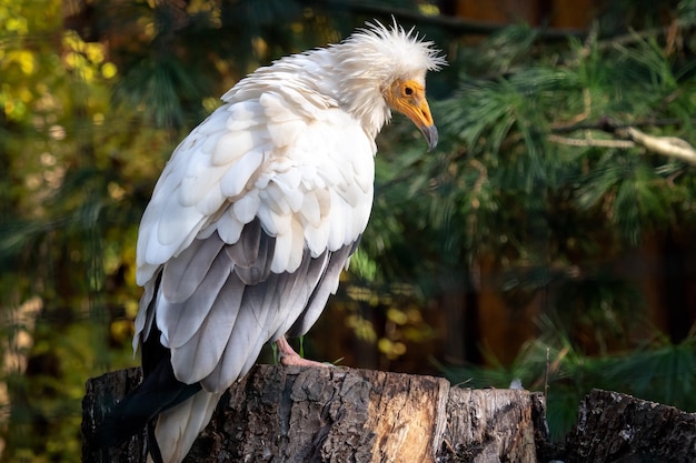 Widok sępa egipskiego Neophron percnopterus