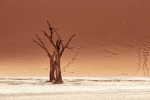 Widok skamieniałej martwej akacji w Deadvlei. Ślady stóp na piasku. Namibia