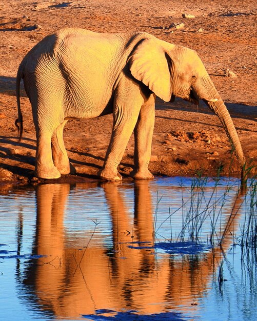 Zdjęcie widok słonia pijącego wodę