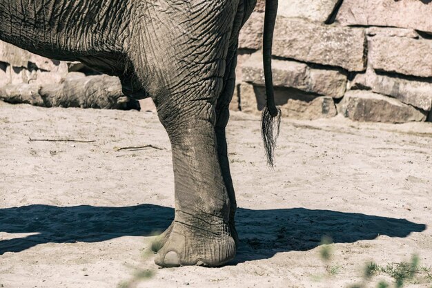 Zdjęcie widok słonia w zoo