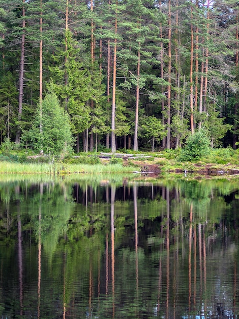 Zdjęcie widok sosen na jeziorze