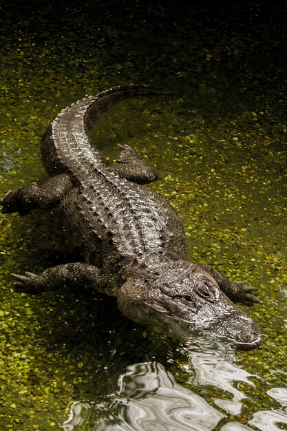 Zdjęcie widok straszny amerykański aligatora dopłynięcie na wodzie (aligatora mississippiensis).