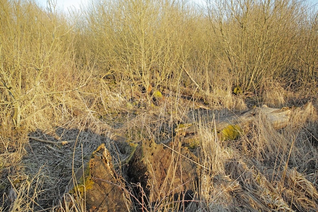 Zdjęcie widok suchych suchych łąk i zwalonego drzewa na pustym bagnie danii wczesną wiosną nieuprawiane teksturowane tło ze szczegółami i gęstymi cierniami i krzewami pokrywającymi ziemię pole lub veld