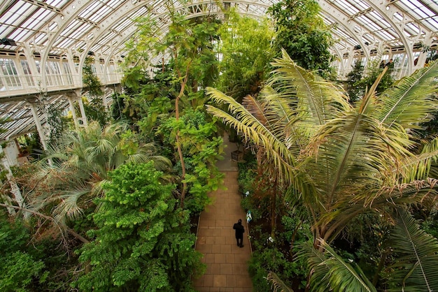 Widok Tropikalnej Szklarni Kew Gardens Z Palmy Na Górnym Piętrze