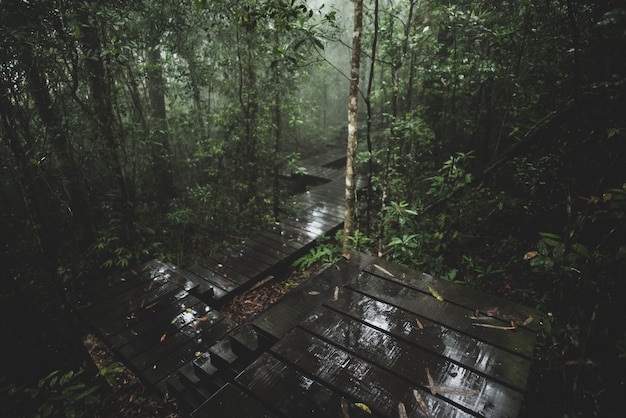 Widok tropikalny las, Khao Yai park narodowy, Tajlandia