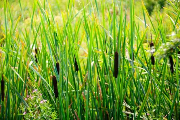 Widok typha latifolia