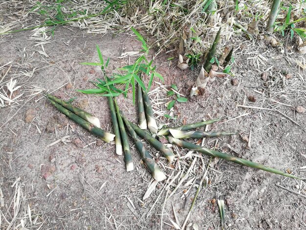 Zdjęcie widok warzyw na polu pod wysokim kątem