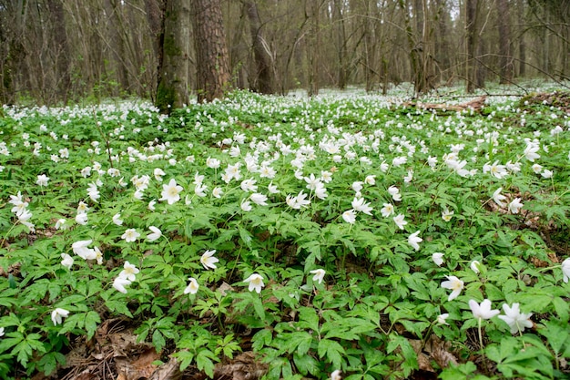 Widok wiosennego lasu z kwitnącymi kwiatami Zawilec leśny Anemone nemorosa L