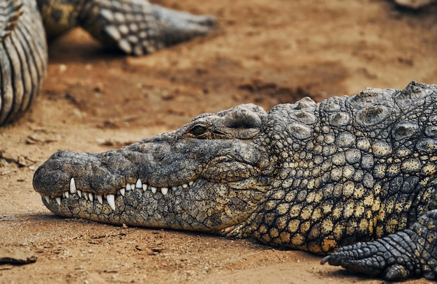 Widok z bliska Krokodyle zrelaksowane i odpoczywające na ziemi