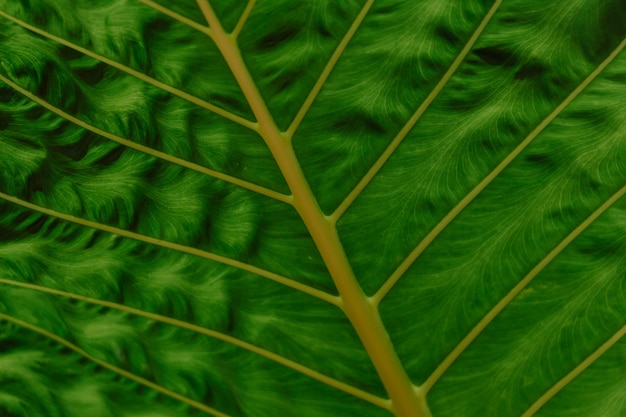 Widok z bliska zielonych liści