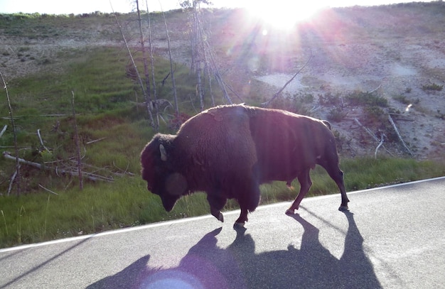 Zdjęcie widok z boku amerykańskiego bizona idącego po drodze