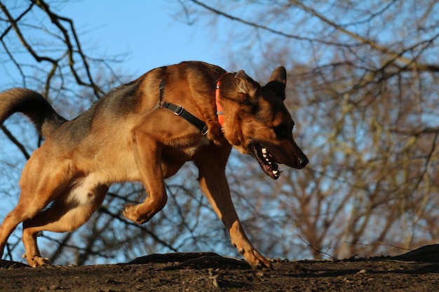 Widok z boku belgijskiego malinois biegnącego przeciwko gołym drzewom