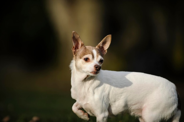 Widok z boku białego psa chihuahua