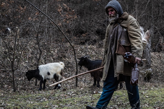 Zdjęcie widok z boku człowieka z kozami pasącymi się w lesie