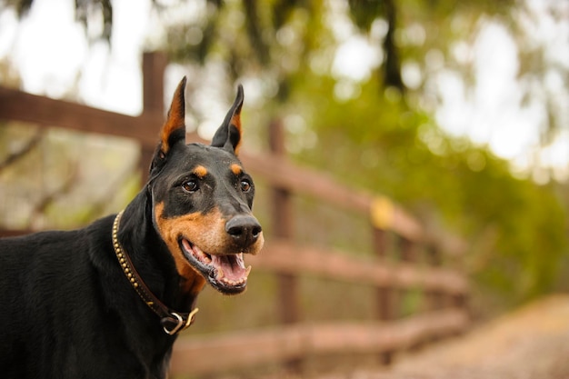 Widok z boku dobermana pinschera w parku