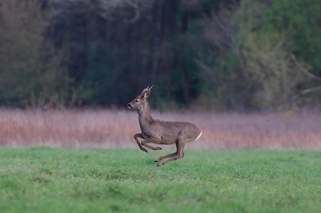 Zdjęcie widok z boku jelenia biegającego po trawie