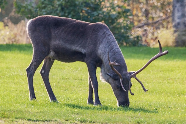 Zdjęcie widok z boku konia pasącego się na polu